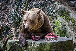 Medvědí příkop - medvěd