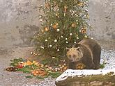 Medvedí vánoce, foto Lubor Mrázek 